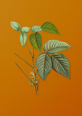 Vintage Eastern Poison Ivy