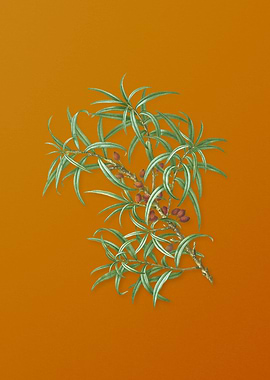 Common Sea Buckthorn Plant