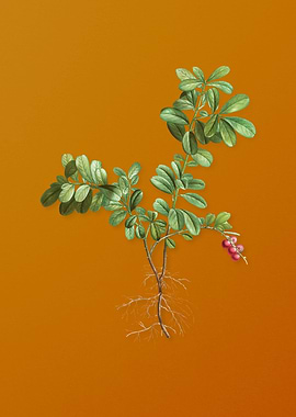 Vintage Lingonberry Plant