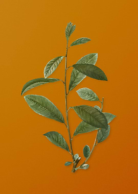 Vintage Grey Willow Plant