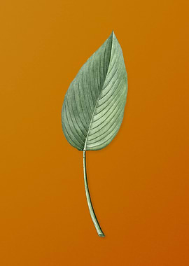 Powdery Alligator Flag