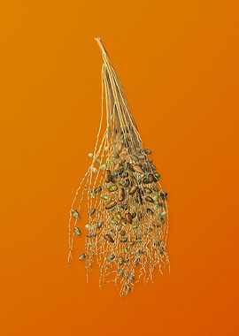 Normal Spadice of the Palm