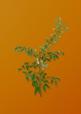 Vintage Rock Buckthorn