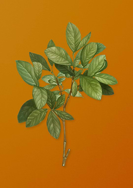 Eastern Leatherwood Plant