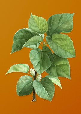 White Mulberry Plant