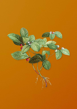 American Wintergreen Plant