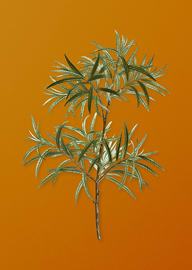 Vintage Bitter Willow