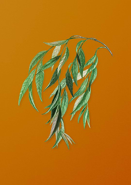 Vintage Babylon Willow