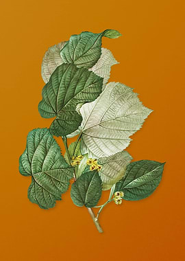 Vintage Linden Tree Branch