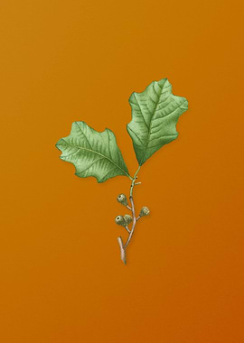 Vintage Bear Oak Leaves