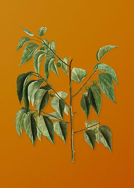 Vintage Common Hackberry