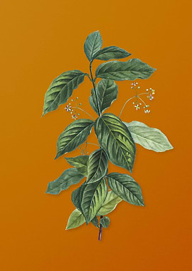 Vintage Broadleaf Spindle