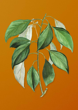 Vintage Camphor Tree Plant