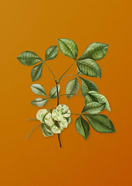 Vintage Common Hoptree