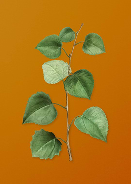 Vintage Quaking Aspen