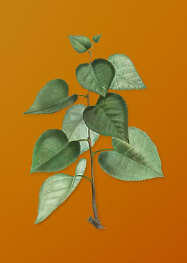 Vintage Quaking Aspen