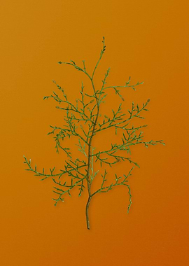 Vintage Sictus Tree Plant