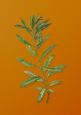 Vintage Rhodora Plant