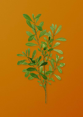 Vintage Bog Myrtle Plant