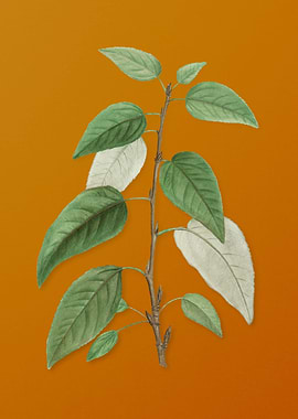 Balsam Poplar Leaves Plant