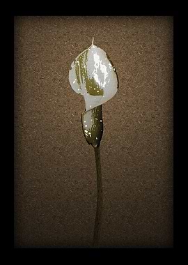 Calla Lily 1