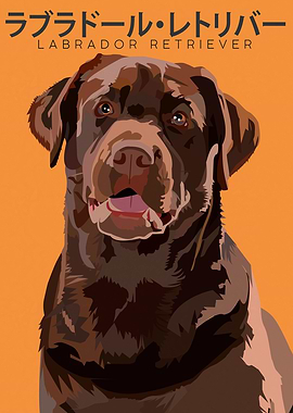 Labrador Retriever