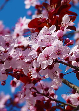 Sakura flowers