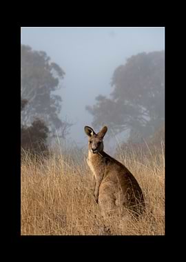 Kangaroo