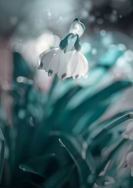 White snowdrops, macro