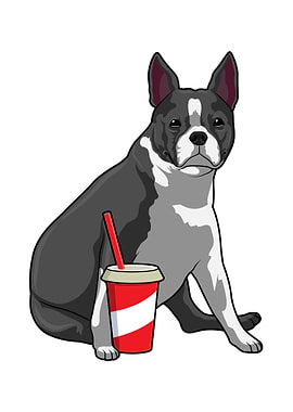 Boston Terrier Drink