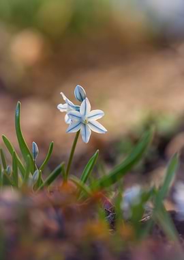 Spring garden,macro flower