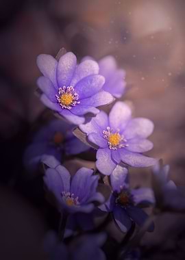 Purple macro flower,forest