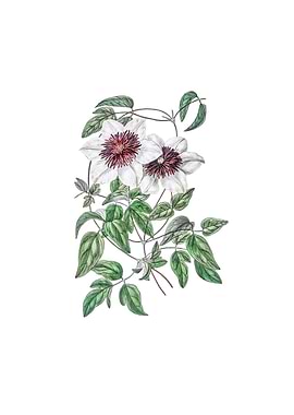 Vintage Siebalds Clematis