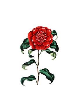 Reevess Crimson Camellia
