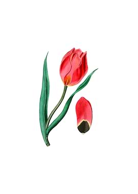 Vintage Suns Eye Tulip