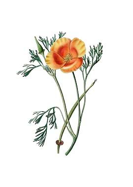 Saffron Eschscholzia