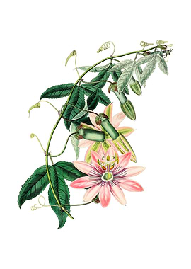 Mrs Marryats Tacsonia