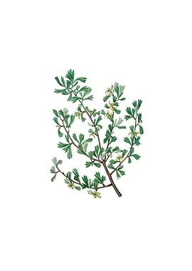 Three Toothed Purshia