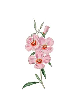 Vintage Pink Ruddy Godetia