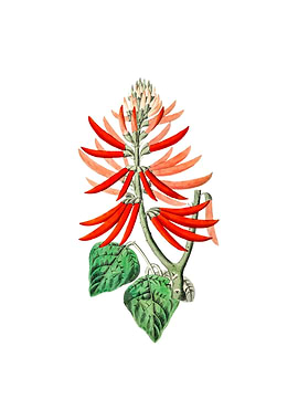 Naked Flowering Erythrina