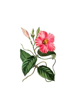 Knob Jointed Dipladenia