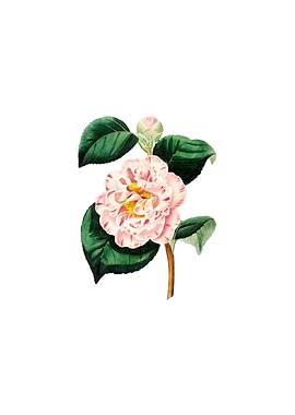 Grays Invincible Camellia