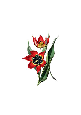 Red Strong Smelling Tulip