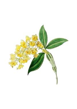 Dense Flowered Dendrobium