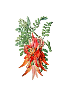 Crimson Glory Pea Flower