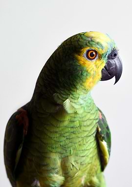 parrot