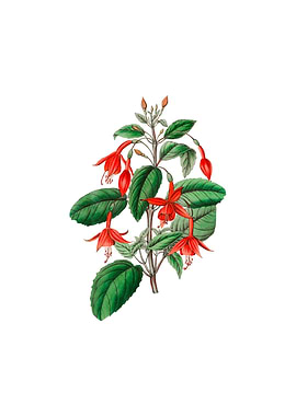 Standishs Fuchsia Flower