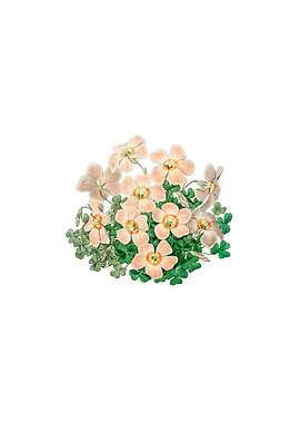 Piottas Oxalis Flower