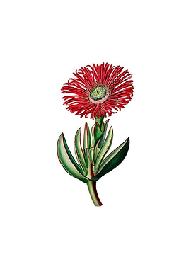 Red Edged Fig Marigold