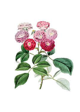 Seven Sisters Rose Flower